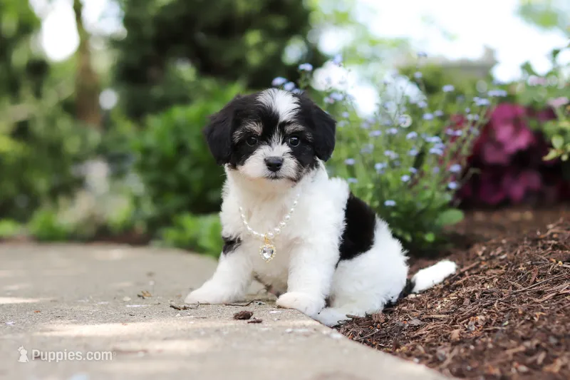 Lana – Cavachon puppy for sale in Dundee, OH
