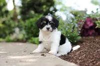 Lana, a female Cavachon for sale in Dundee, OH – 1 of 6