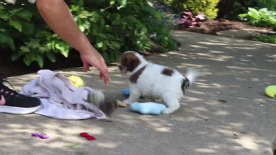 Teddy, a female Cavachon for sale in Dundee, OH – 9 of 9