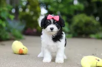 Angela, a female Cavachon for sale in Dundee, OH – 7 of 10
