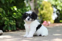 Dory, a female Cavachon for sale in Dundee, OH – 3 of 10