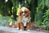 Theodore, a male Cavapoo for sale in Dundee, OH – Photo 7 of 10