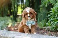 Theodore, a male Cavapoo for sale in Dundee, OH – Photo 8 of 10