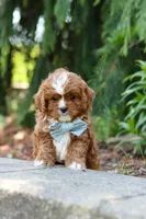 Theodore, a male Cavapoo for sale in Dundee, OH – Photo 10 of 10