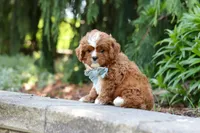 Theodore, a male Cavapoo for sale in Dundee, OH – Photo 9 of 10