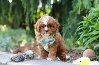 Theodore, a male Cavapoo for sale in Dundee, OH – Photo 5 of 10