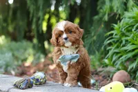 Theodore, a male Cavapoo for sale in Dundee, OH – Photo 2 of 10