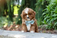 Theodore, a male Cavapoo for sale in Dundee, OH – Photo 4 of 10