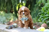 Theodore, a male Cavapoo for sale in Dundee, OH – Photo 6 of 10
