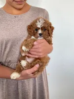 Theodore, a male Cavapoo for sale in Dundee, OH – Photo 3 of 10