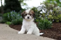 Teddy, a female Cavachon for sale in Dundee, OH – 1 of 9