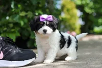 Darla, a female Cavachon for sale in Dundee, OH – 6 of 7