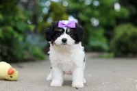 Darla, a female Cavachon for sale in Dundee, OH – 2 of 7
