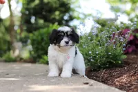 Dory, a female Cavachon for sale in Dundee, OH – 7 of 10