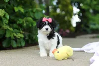Angela, a female Cavachon for sale in Dundee, OH – 6 of 10
