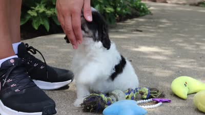 Dory, a female Cavachon for sale in Dundee, OH – 10 of 10