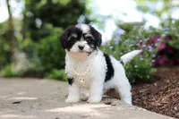 Lana, a female Cavachon for sale in Dundee, OH – 3 of 6
