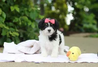 Angela, a female Cavachon for sale in Dundee, OH – 2 of 10