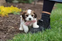 Darla, a female Cavachon for sale in Dundee, OH – Photo 3 of 8