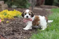 Darla, a female Cavachon for sale in Dundee, OH – Photo 2 of 8