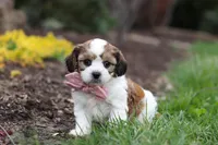 Darla, a female Cavachon for sale in Dundee, OH – Photo 8 of 8