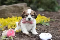 Darla, a female Cavachon for sale in Dundee, OH – Photo 7 of 8