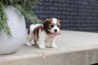 Darla, a female Cavachon for sale in Dundee, OH – Photo 5 of 8