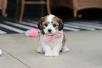 Darla, a female Cavachon for sale in Dundee, OH – Photo 4 of 8