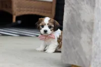 Darla, a female Cavachon for sale in Dundee, OH – Photo 6 of 8