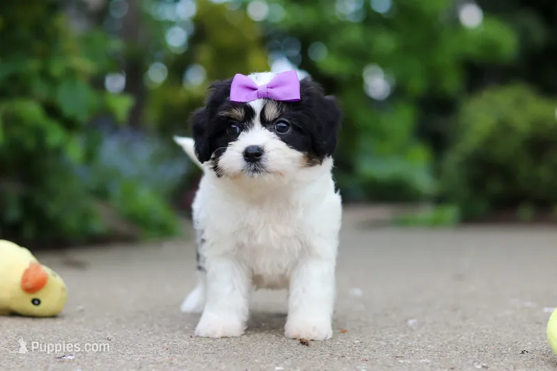 Darla – Cavachon puppy for sale in Dundee, OH