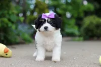 Darla, a female Cavachon for sale in Dundee, OH – 1 of 7