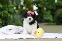 Angela, a female Cavachon for sale in Dundee, OH – 4 of 10