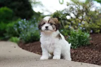 Teddy, a female Cavachon for sale in Dundee, OH – 8 of 9
