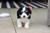 Queen, a female Cavachon for sale in Dundee, OH – Photo 2 of 6