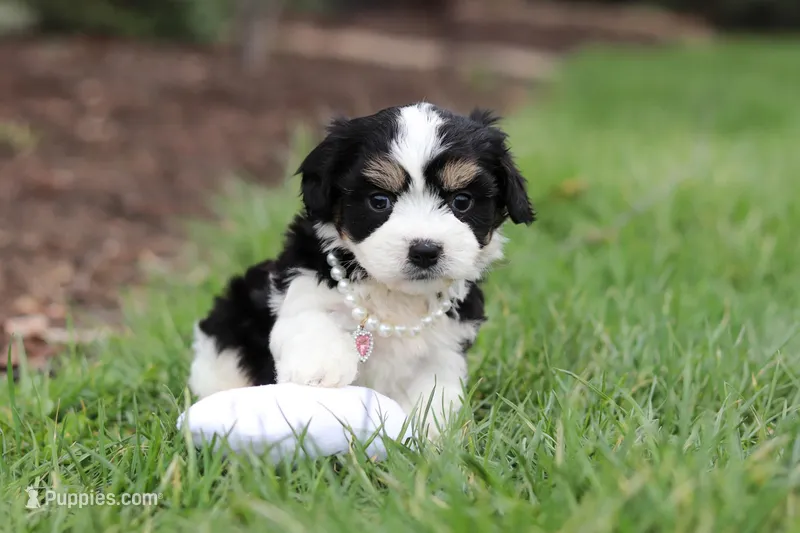Queen – Cavachon puppy for sale in Dundee, OH