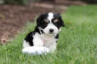 Queen, a female Cavachon for sale in Dundee, OH – Photo 1 of 6