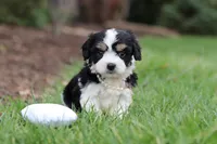 Queen, a female Cavachon for sale in Dundee, OH – Photo 3 of 6