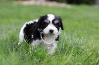 Queen, a female Cavachon for sale in Dundee, OH – Photo 6 of 6