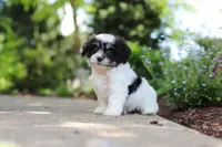 Dory, a female Cavachon for sale in Dundee, OH – 4 of 10