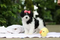 Angela, a female Cavachon for sale in Dundee, OH – 5 of 10