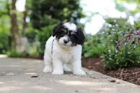 Dory, a female Cavachon for sale in Dundee, OH – 9 of 10