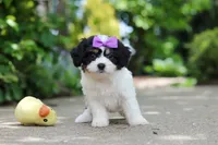 Darla, a female Cavachon for sale in Dundee, OH – 4 of 7