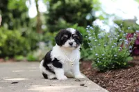 Lana, a female Cavachon for sale in Dundee, OH – 4 of 6