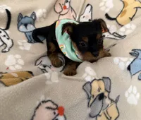 SKY, a male Yorkshire Terrier for sale in Orlando, FL – 4 of 5