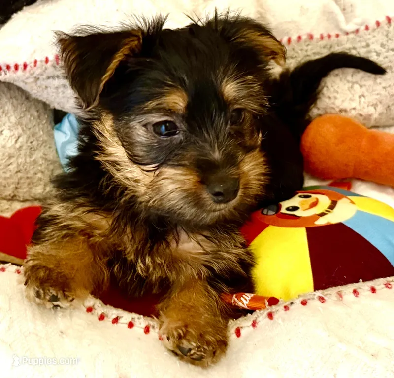 JASMINE – Yorkshire Terrier puppy for sale in Orlando, FL