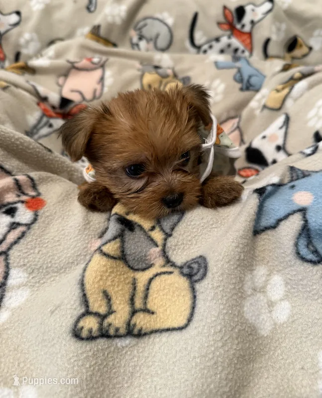 TEDDY – Yorkshire Terrier puppy for sale in Orlando, FL