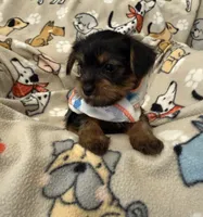 COTTON, a male Yorkshire Terrier for sale in Orlando, FL – 5 of 5