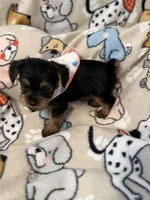 COTTON, a male Yorkshire Terrier for sale in Orlando, FL – 2 of 5