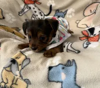 SUNNY, a male Yorkshire Terrier for sale in Orlando, FL – 5 of 5