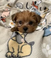 TEDDY, a male Yorkshire Terrier for sale in Orlando, FL – 2 of 5